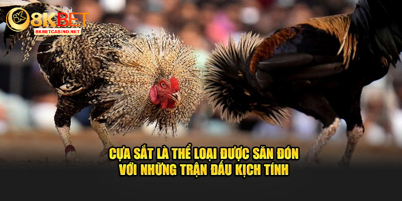 Cựa sắt là thể loại được săn đón với những trận đấu kịch tính 