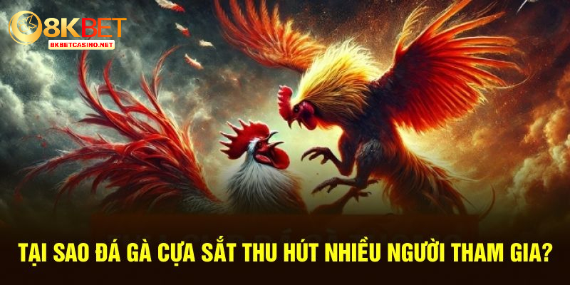 Tại sao đá gà cựa sắt lại thu hút nhiều người tham gia 