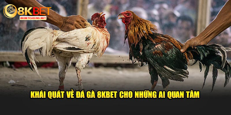 Khái quát về đá gà 8Kbet cho những ai quan tâm 