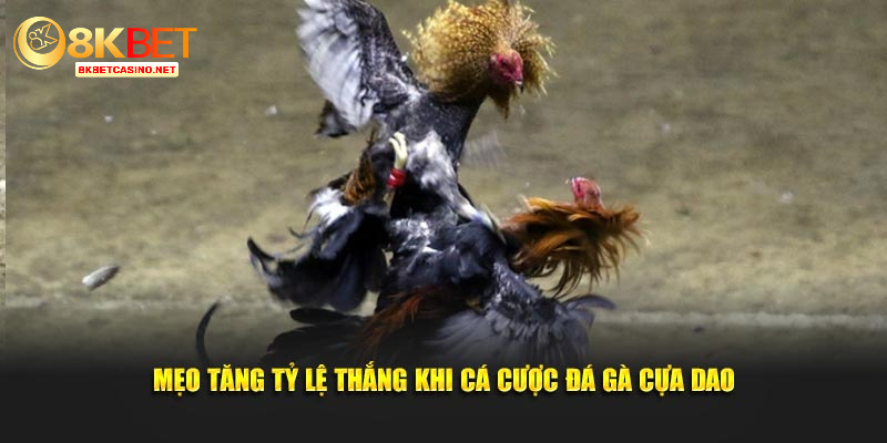 Mẹo tăng tỷ lệ thắng khi cá cược đá gà cựa dao