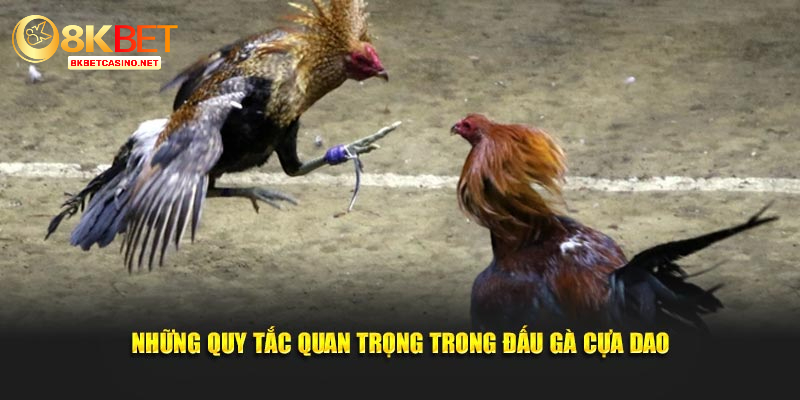 Những quy tắc quan trọng trong đấu gà cựa dao